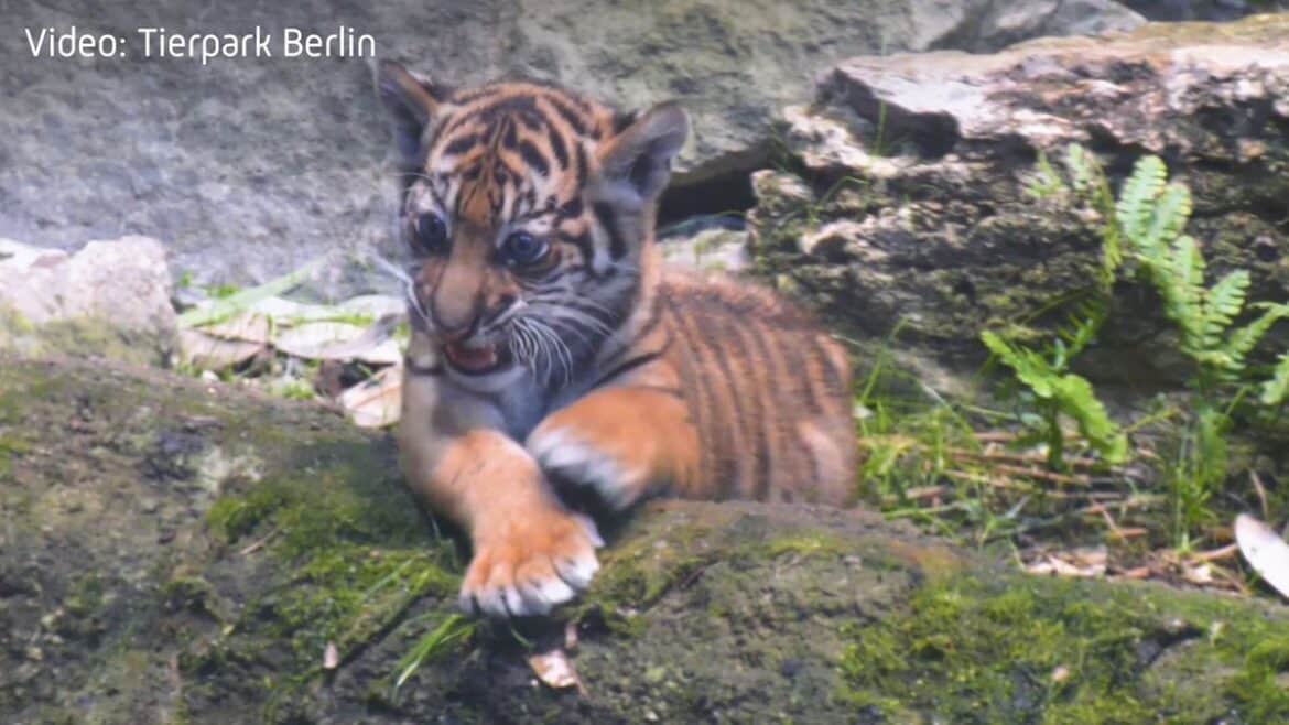 Tigerbaby im Tierpark Berlin heißt Lilly