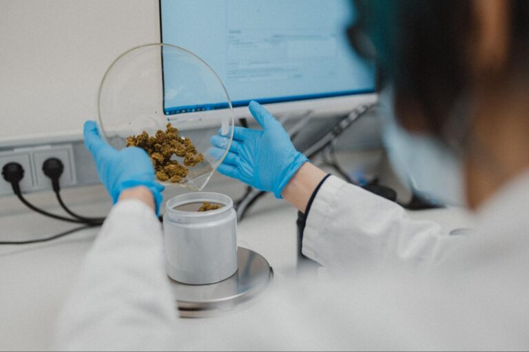 Cannabis wird abgewogen