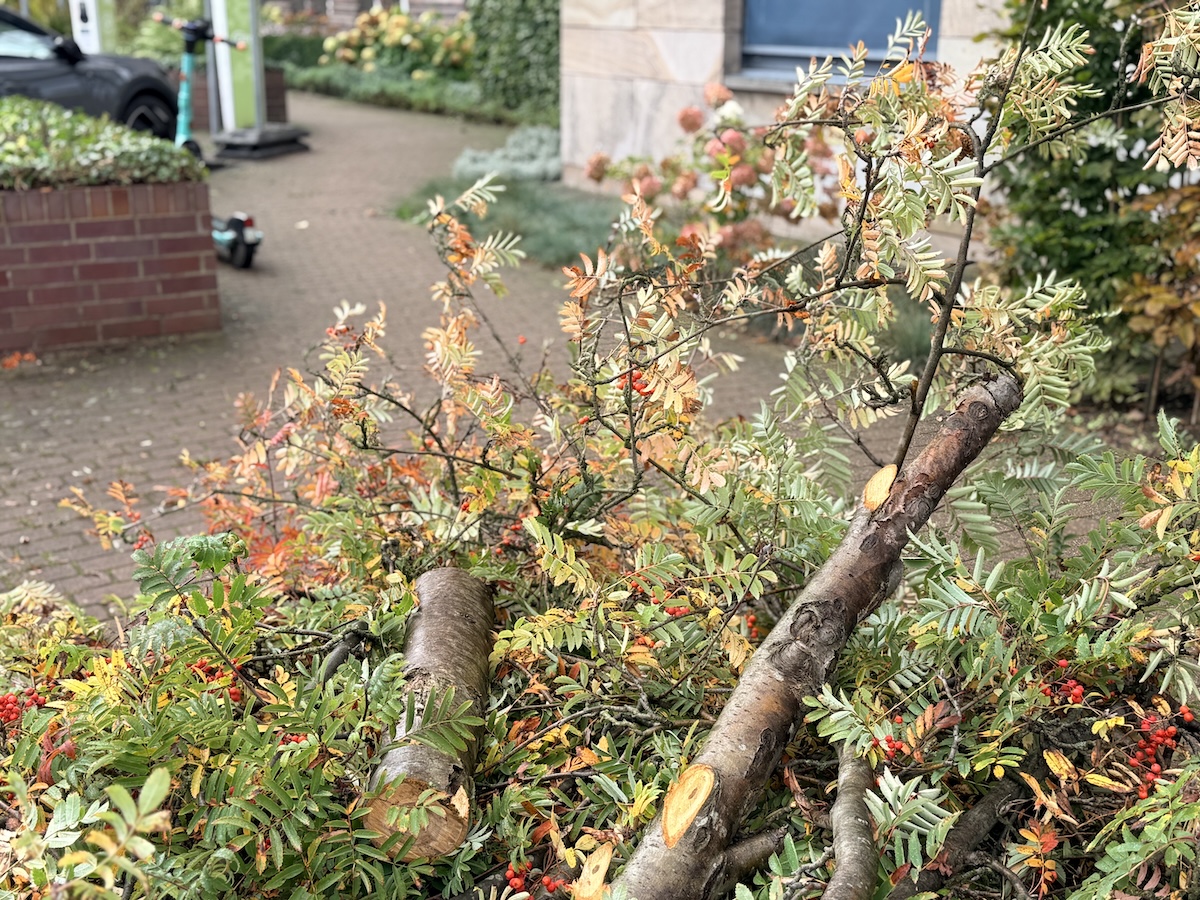 Gefährliche Pflanzenkrankheit: Sieben Bäume vor Osnabrücker Stadthaus gefällt Der mit "Feuerbrand" infizierte Holzschnitt ist hochgradig ansteckend