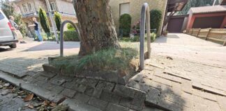 Baum in der Rehmstraße. / Foto: OSB, Armin Feiler