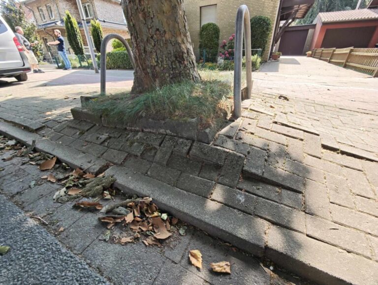 Baum in der Rehmstraße. / Foto: OSB, Armin Feiler
