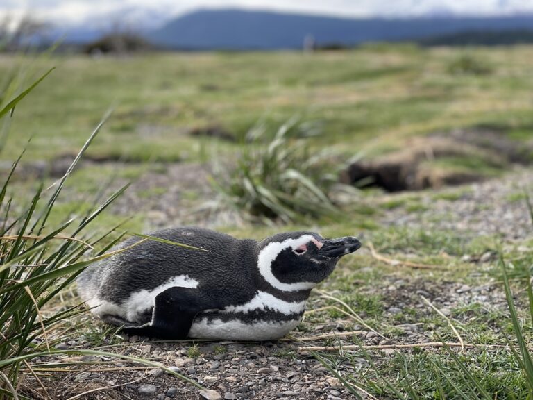 Pinguin auf der Isla Mortillo im Südpolarmeer