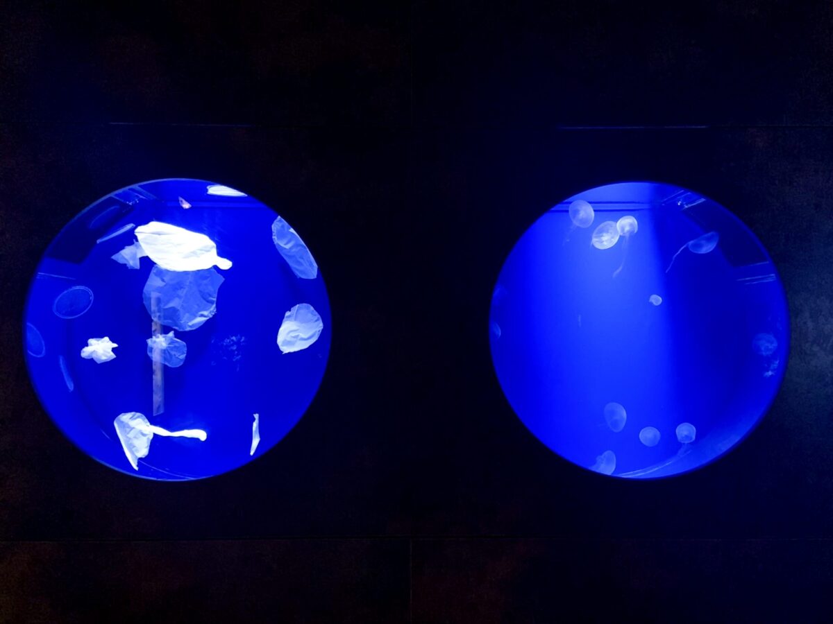 Ohrenquallen ziehen im Zoo Osnabrück ein