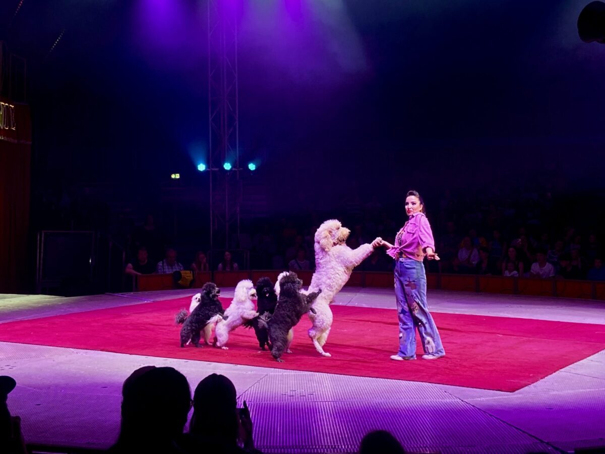 Zirkus Charles Knie in Osnabrück: Premiere verzaubert Publikum nicht nur mit Wasser-Highlight Zirkus Charles Knie