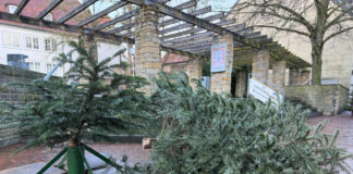 Der gestohlene Weihnachtsbaum vor dem Haus der Jugend in Osnabrück