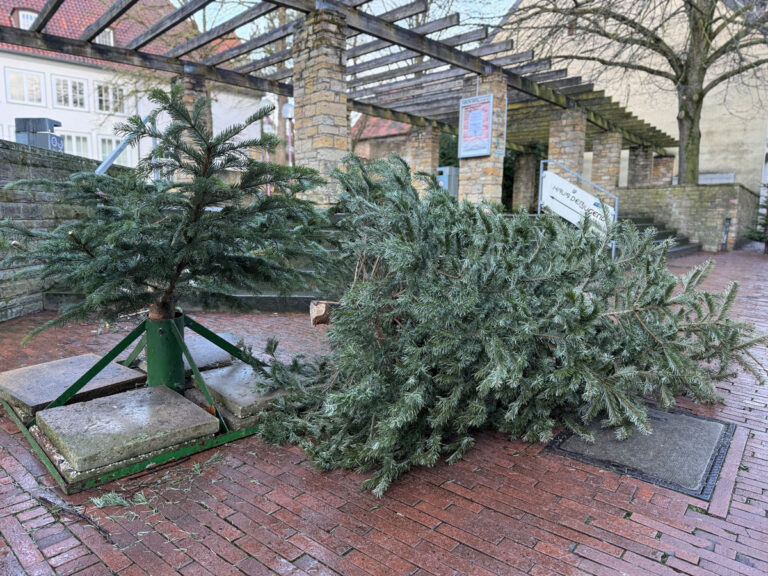 Der gestohlene Weihnachtsbaum vor dem Haus der Jugend in Osnabrück
