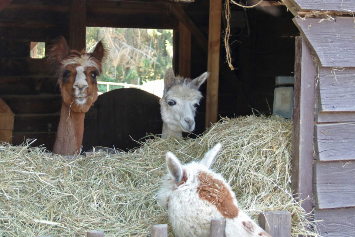 Alpaka-Besuche Georgsmarienhütter Ferienpass 2024