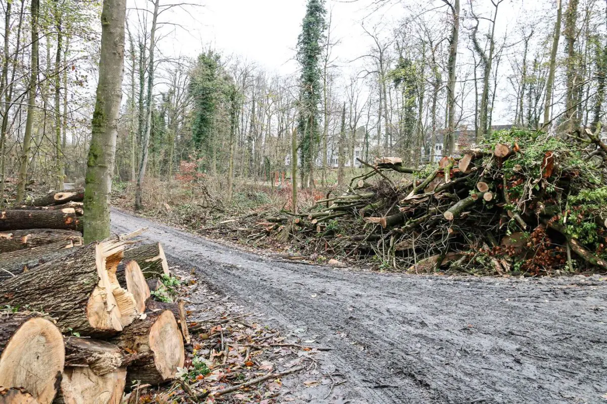 Der Kasinopark Ende November. Nicht nur an den am Wegesrand liegenden Baumstämmen sind die Veränderungen durch das Eschentriebsterben zu erkennen.