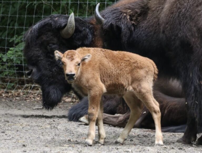 Wildbison
