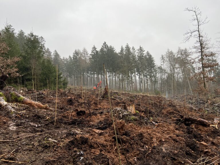 Bäume statt Brachland