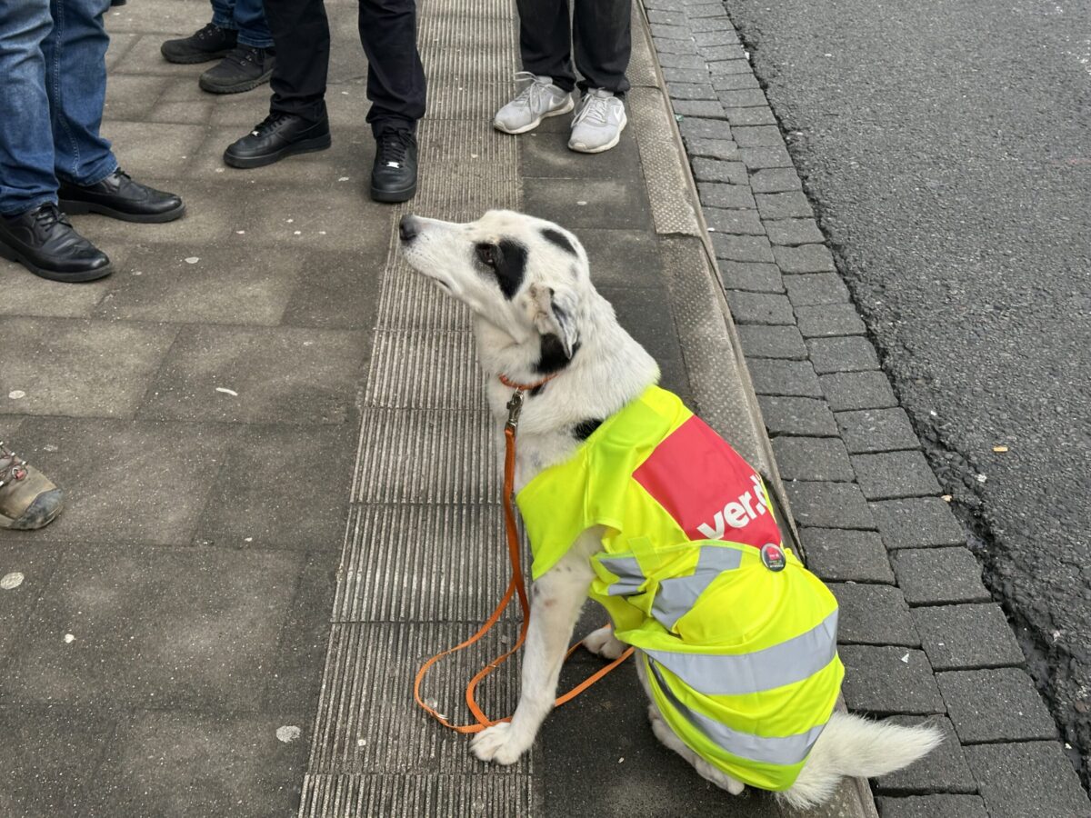 Auch Hund Sunny streikt mit