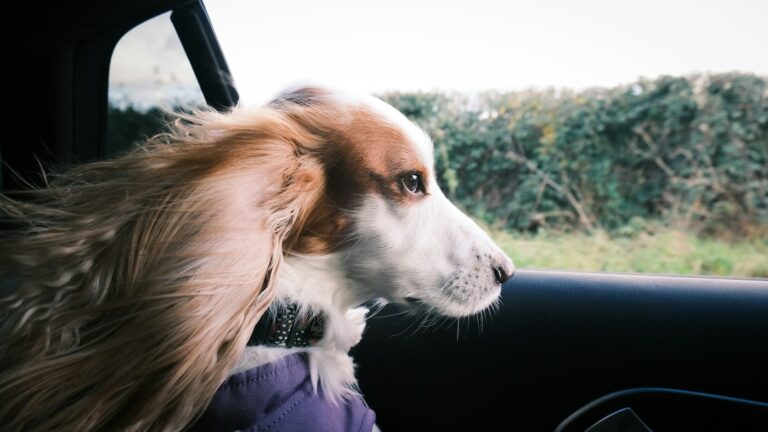 Hund blickt aus Autofenster