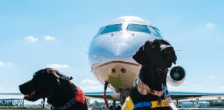 Hunde vor Flugzeug