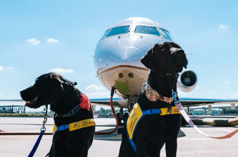 Hunde vor Flugzeug