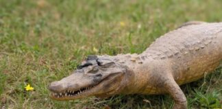 Alligator / Kaiman in Georgsmarienhütte gefunden