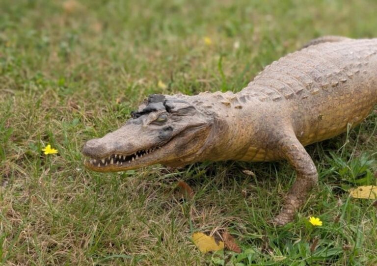 Alligator / Kaiman in Georgsmarienhütte gefunden