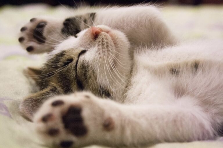 junge Katze