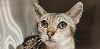 Gequälte Katze in Obhut der Katzenfreunde Bissendorf