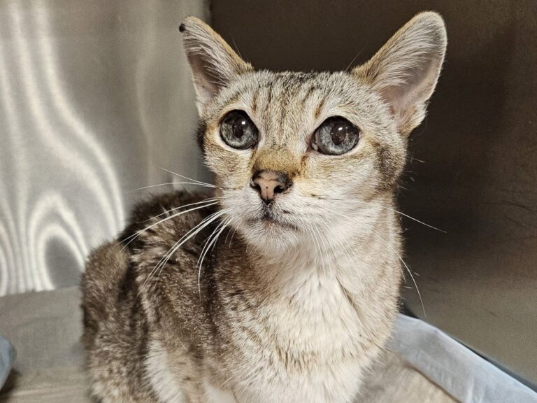 Gequälte Katze in Obhut der Katzenfreunde Bissendorf