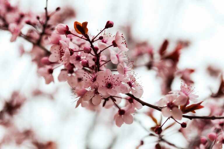 Kirschblüte