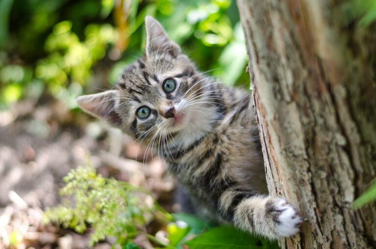 junge Katze