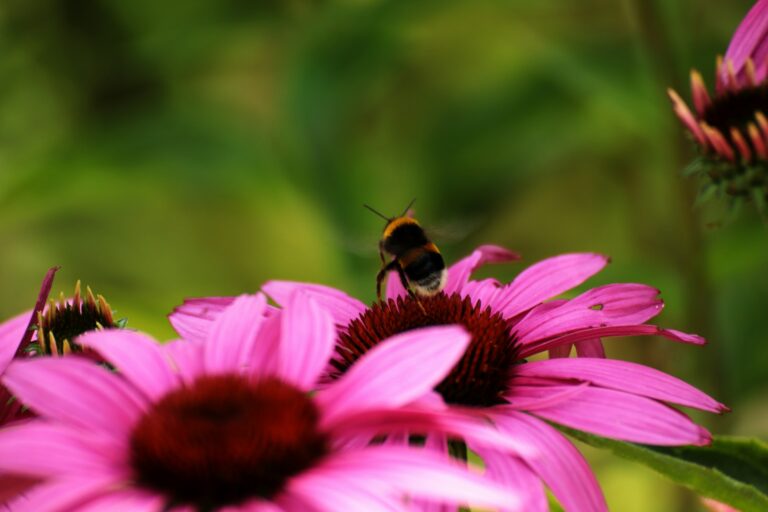 Sommerblume