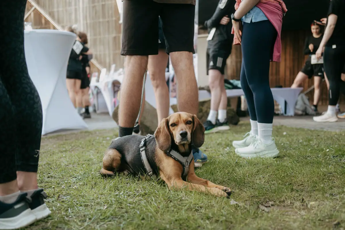 Lauf gegen Rassismus in Osnabrück: Ein starkes Zeichen für Vielfalt und Solidarität Tierisch engagiert: Auch dieser Hund war mit dabei – und setzte gemeinsam mit seinem Herrchen ein Zeichen gegen Rassismus.