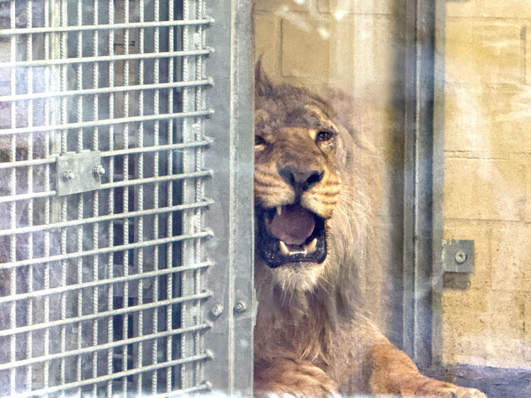 Der Asiatische Löwe 'Rajah' im Zoo Osnabrück