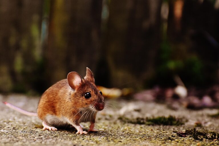 Maus