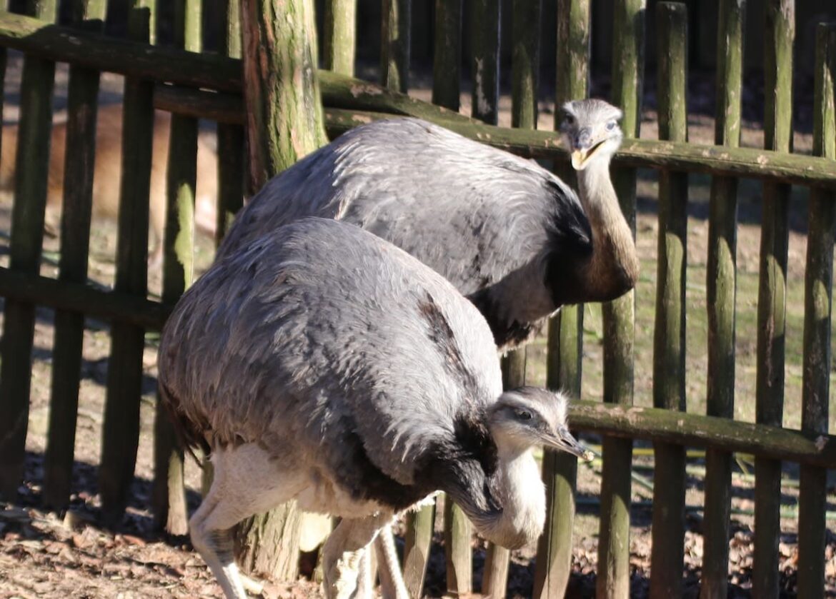 Nandus im Zoo Osnabrück. / Foto: Zoo Osnabrück