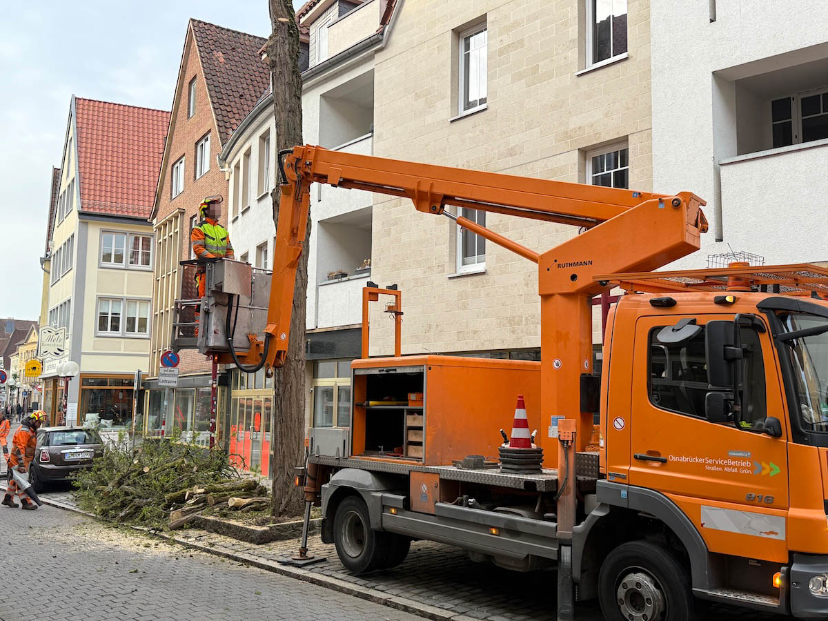 Baumfällarbeiten in der Bierstraße Osnabrück