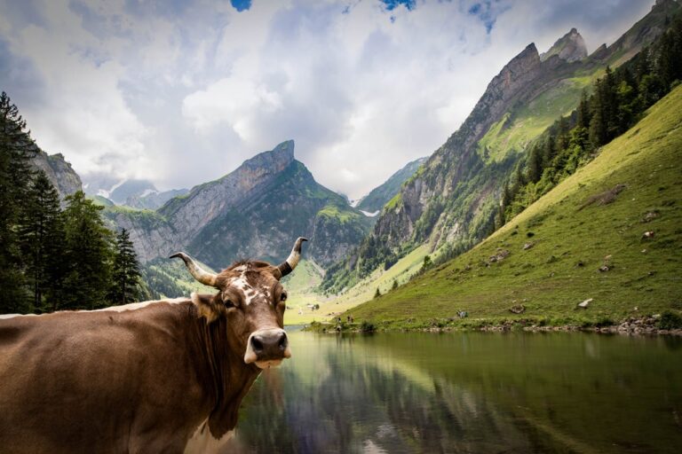 Kuh in der Schweiz