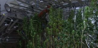 Cannabis-Plantage / Foto: Polizeiinspektion Osnabrück