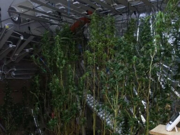 Cannabis-Plantage / Foto: Polizeiinspektion Osnabrück in Quakenbrück