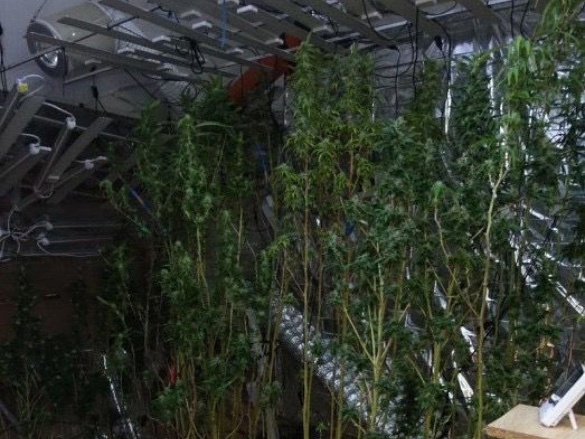 Cannabis-Plantage / Foto: Polizeiinspektion Osnabrück