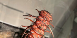 Rock Fossils on Tour