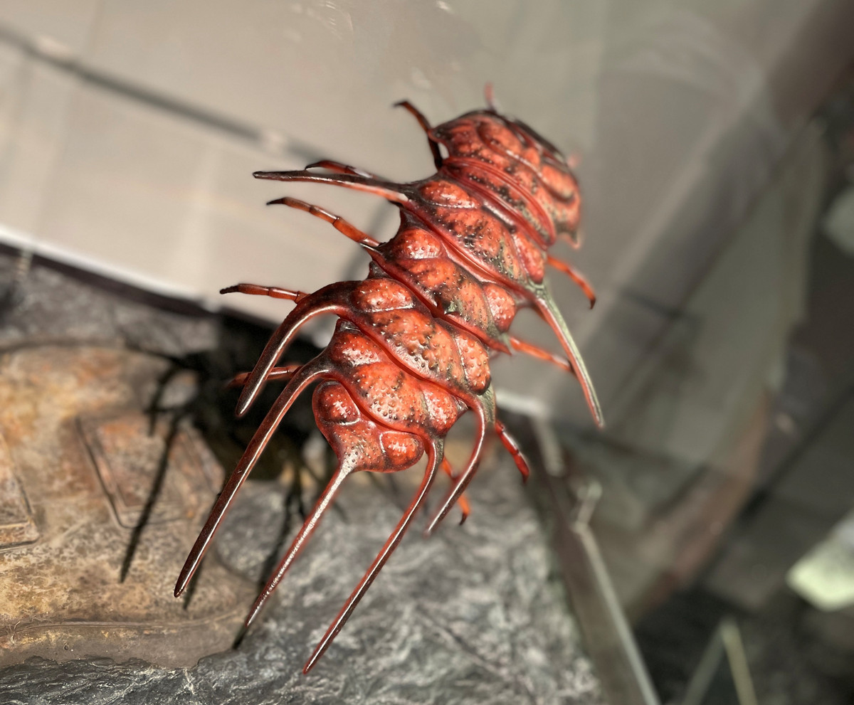 Rock Fossils on Tour