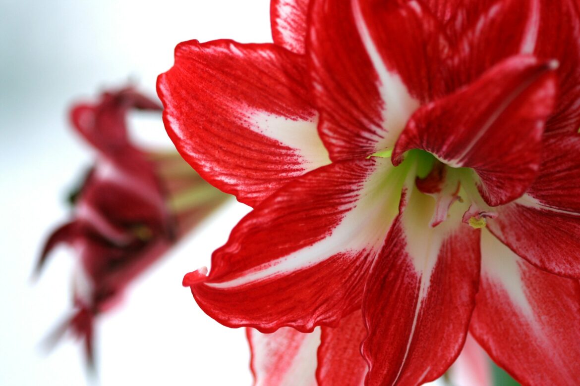 Blüte einer Amaryllis