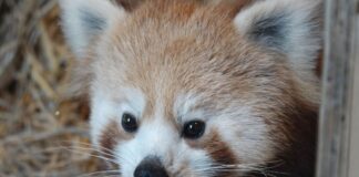 Roter Panda Yingi / Foto: Zoo Osnabrück