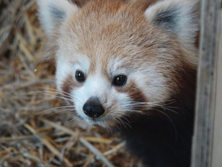 Roter Panda Yingi / Foto: Zoo Osnabrück