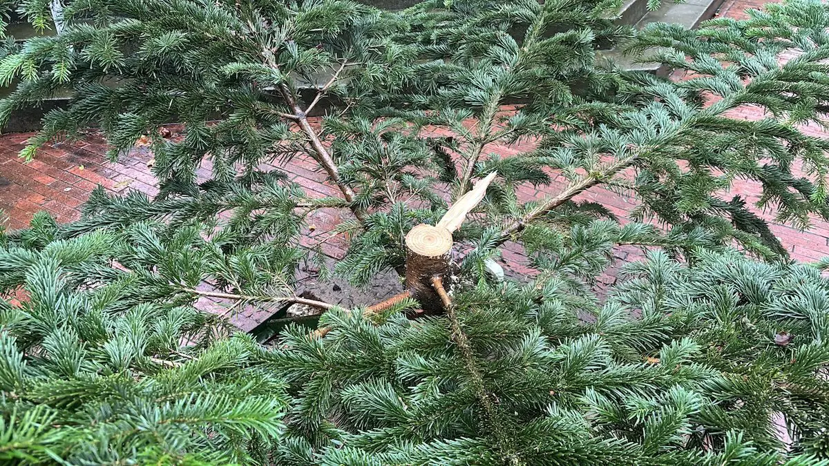 Der vor dem Haus der Jugend gestohlene Baum wurde nicht 'einfach so' mitgenommen. Die Diebe sägten den Baum sauber ab,