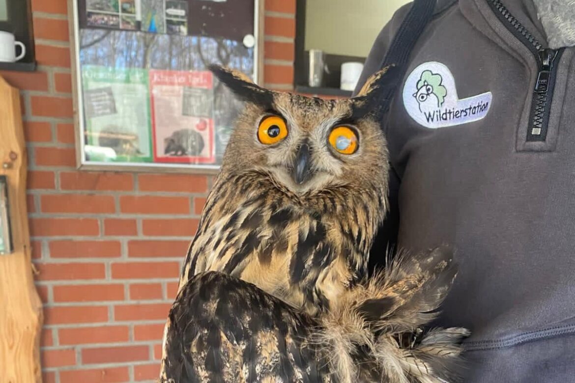 Schuhubert, der Uhu aus Bohmte