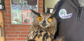 Schuhubert, der Uhu aus Bohmte