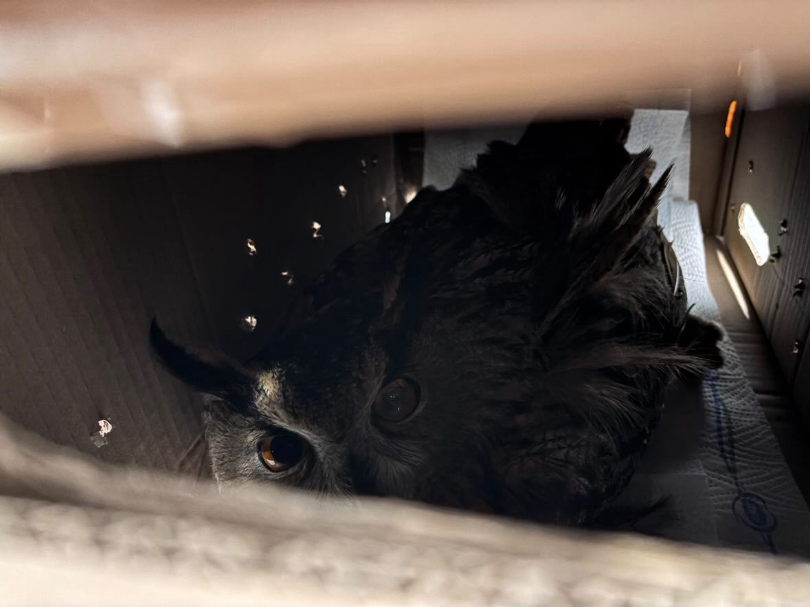 So wurde Schuhubert, in einem Carport in Bohmte gefunden