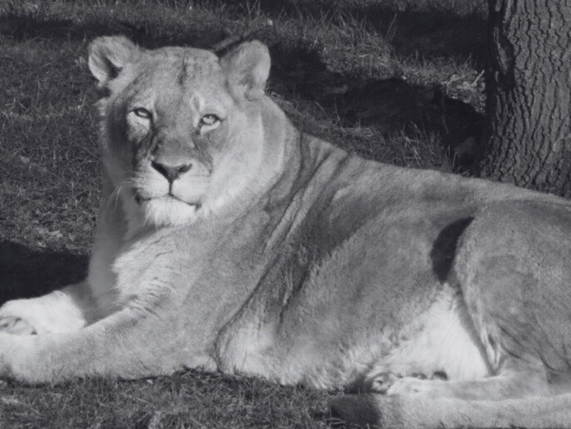 Löwin Shaba / Foto: Zoo Osnabrück
