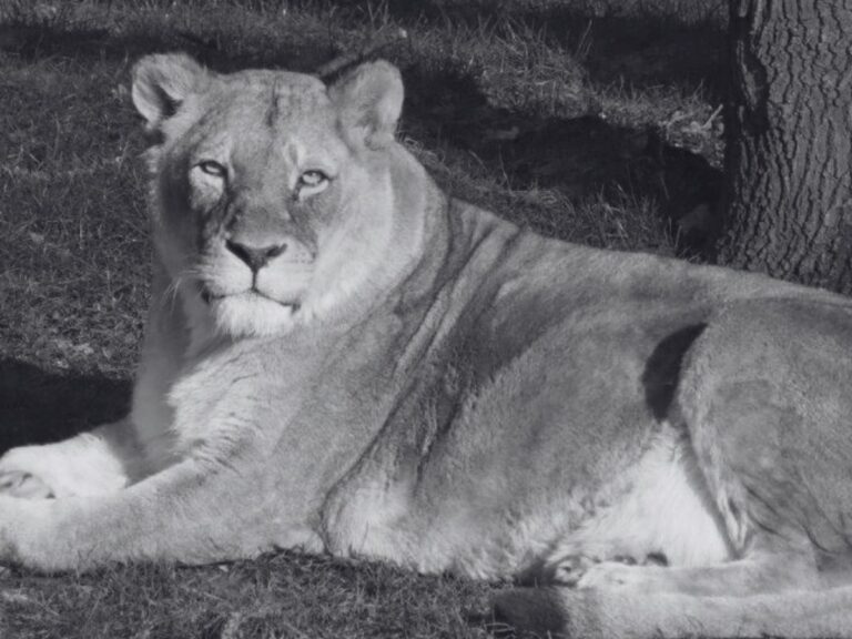 Löwin Shaba / Foto: Zoo Osnabrück