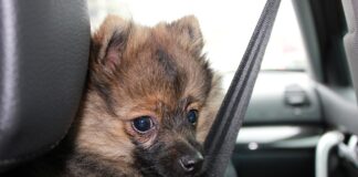 Hund (Spitz) im Auto. Trotz keiner expliziten Gurtpflicht für Haustiere ist dieser Hund besser gesichert also mancher Mensch.