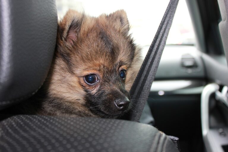 Hund (Spitz) im Auto. Trotz keiner expliziten Gurtpflicht für Haustiere ist dieser Hund besser gesichert also mancher Mensch.