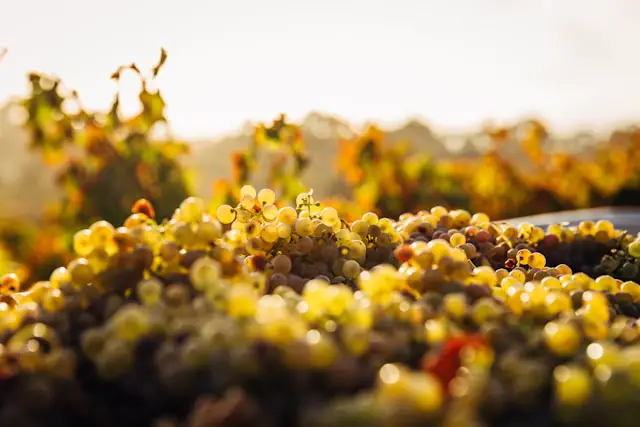 Aus den Trauben entsteht der Wein