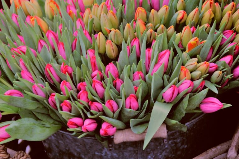 Tulpen auf Markt (Symbolbild)